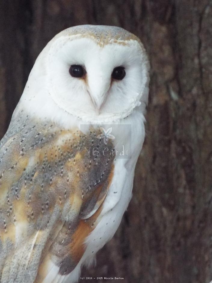Barn owl