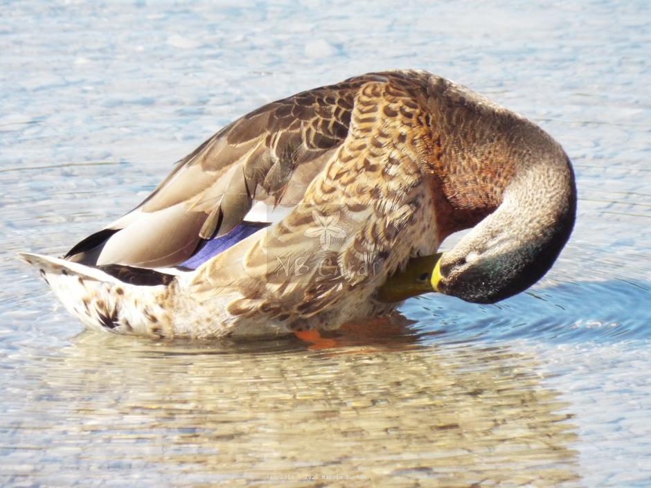 Duck