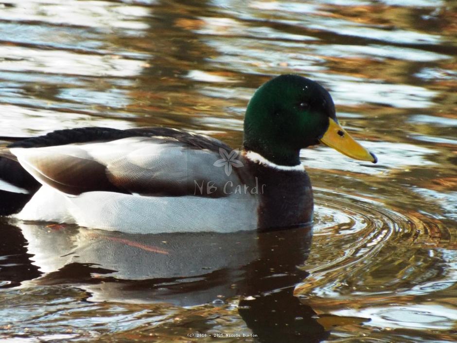 Ducks