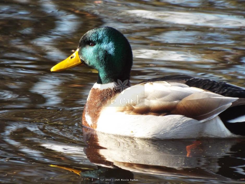 Ducks