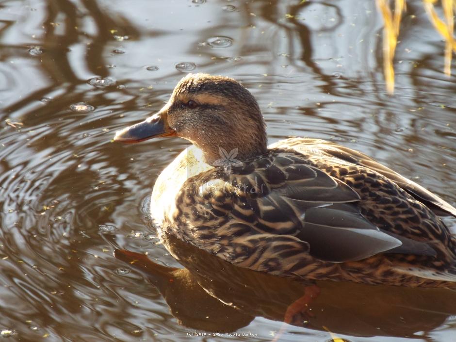 Ducks