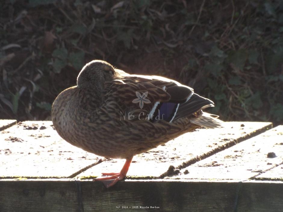 Ducks