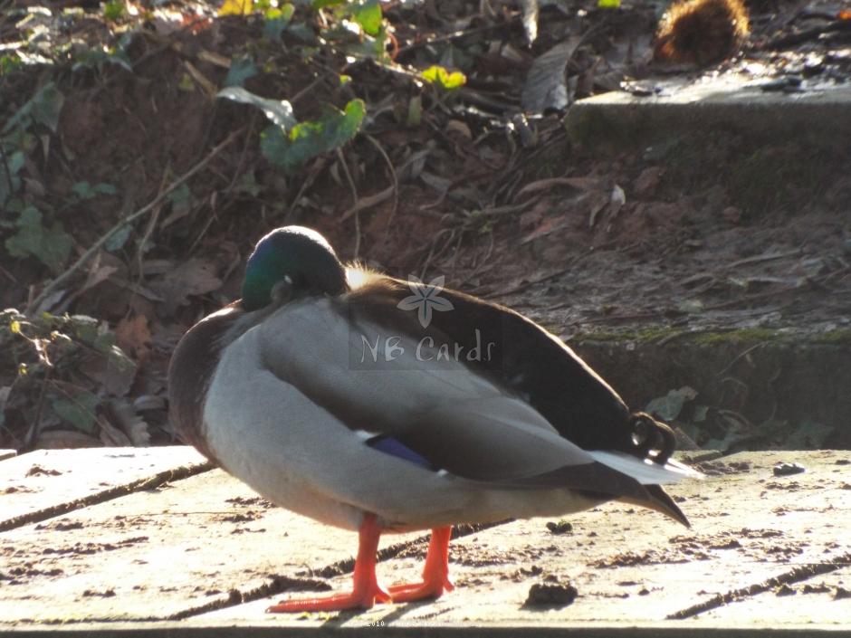 Ducks