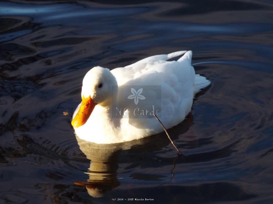 Ducks
