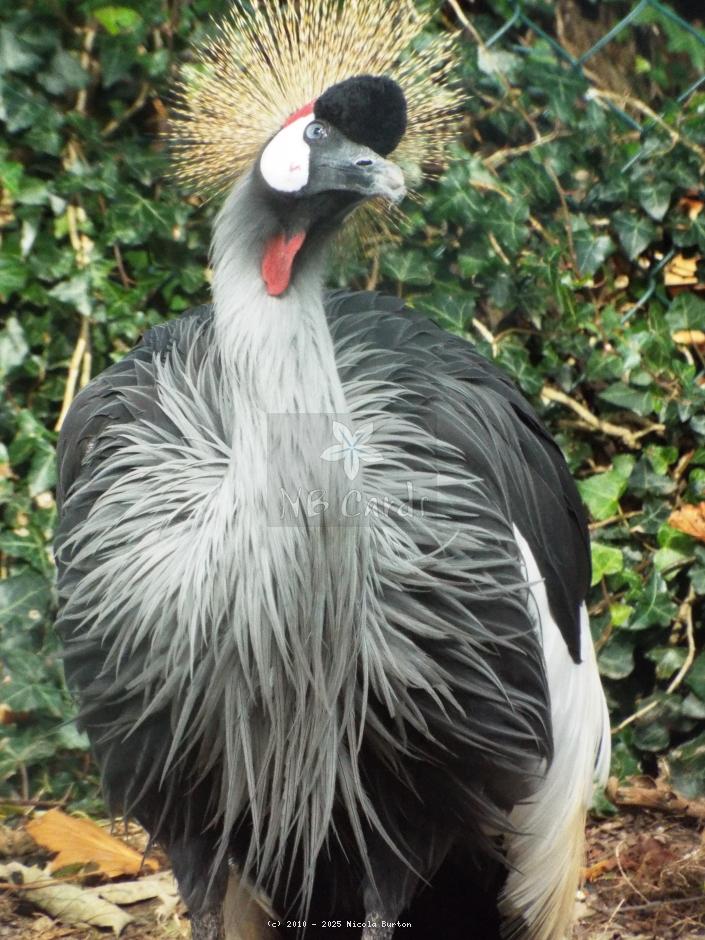 Exotic Birds