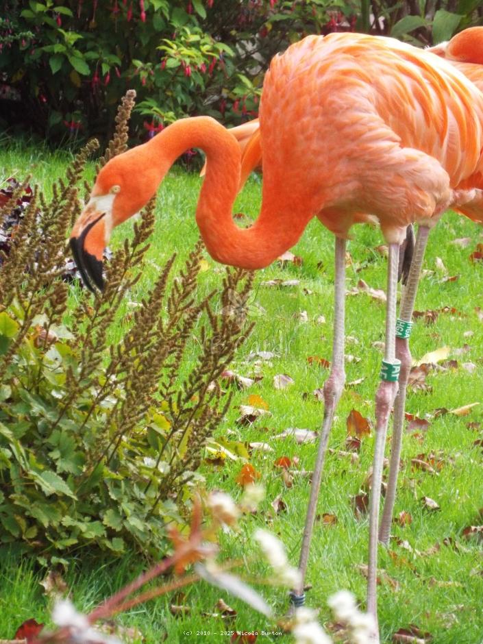 Exotic Birds