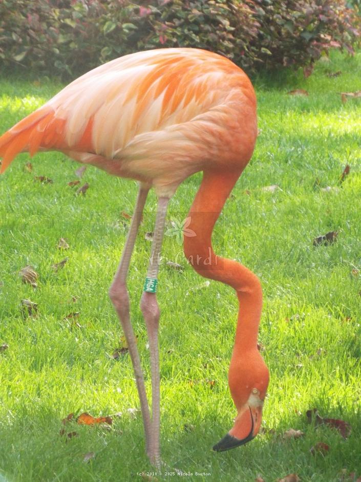 Exotic Birds