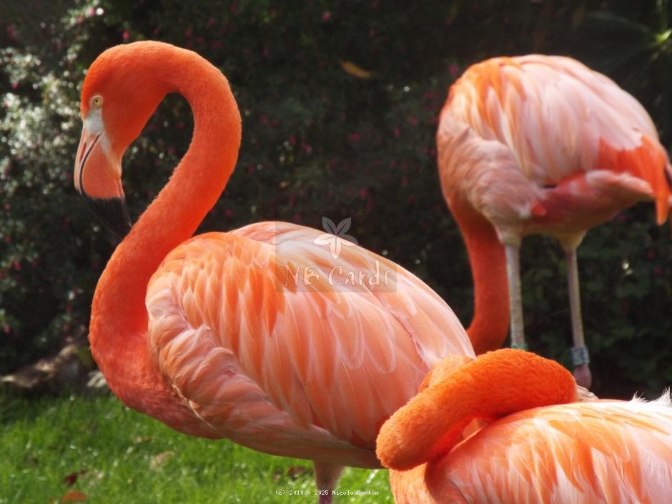 Exotic Birds