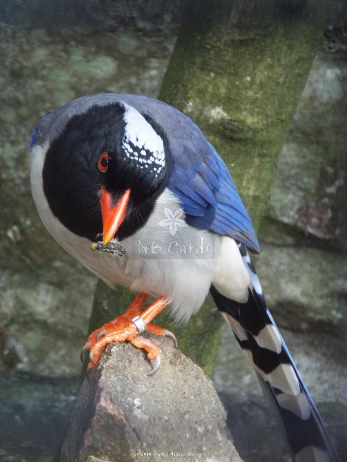 Exotic Birds