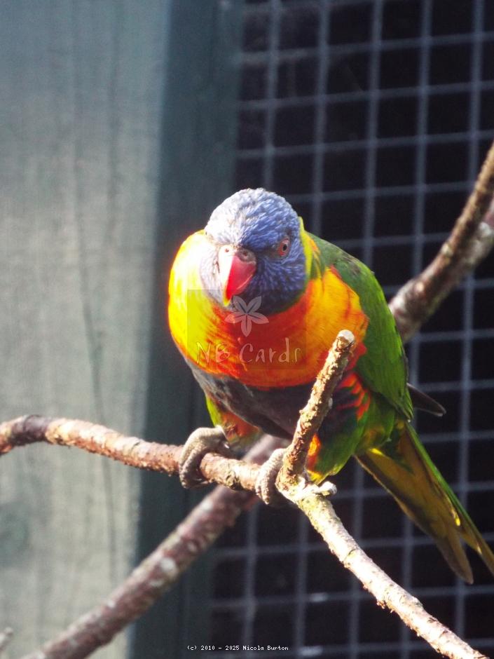 Exotic Birds