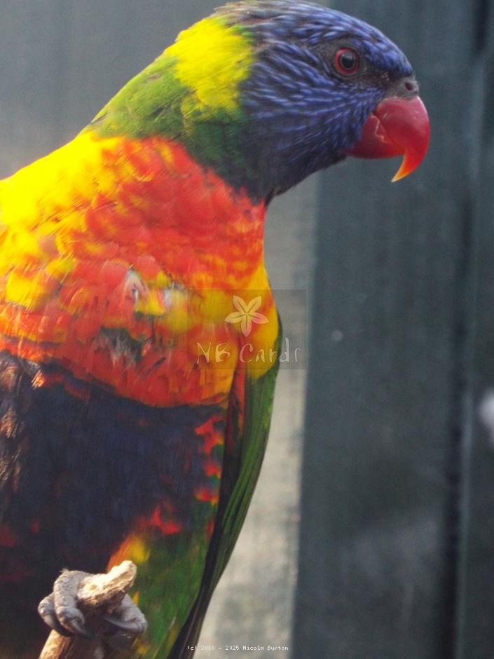 Exotic Birds