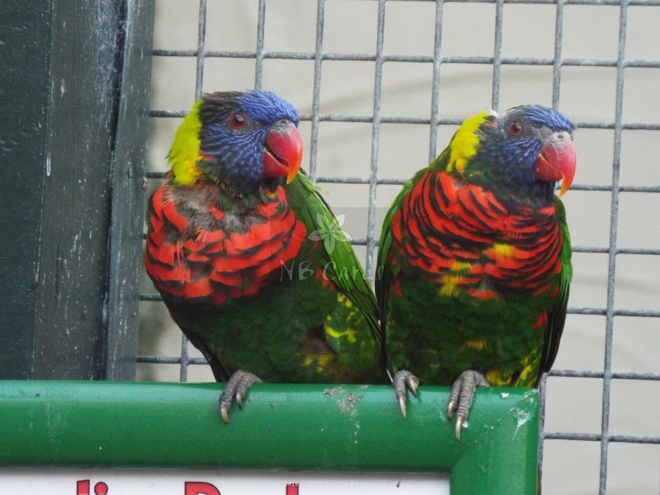 Exotic Birds