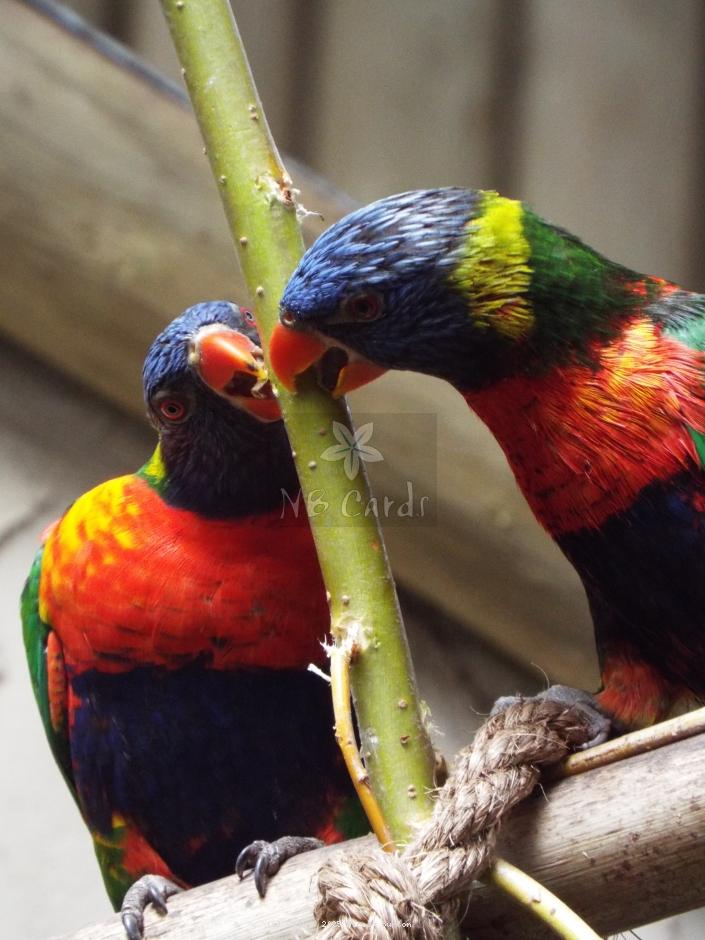 Exotic Birds