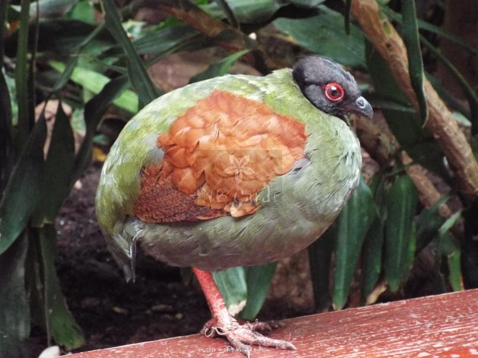Exotic Birds
