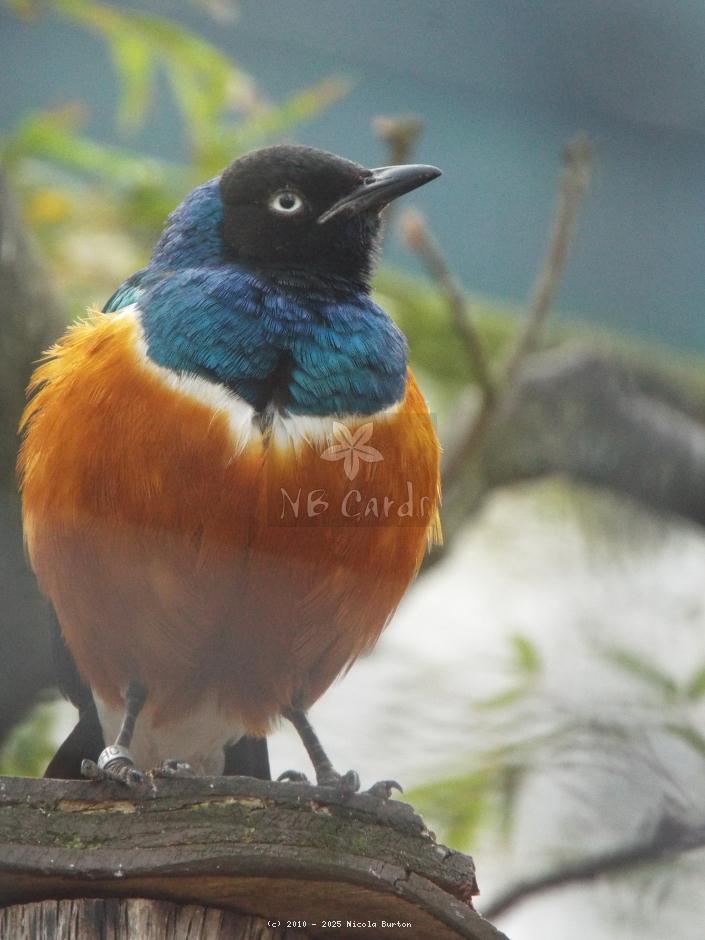 Exotic Birds