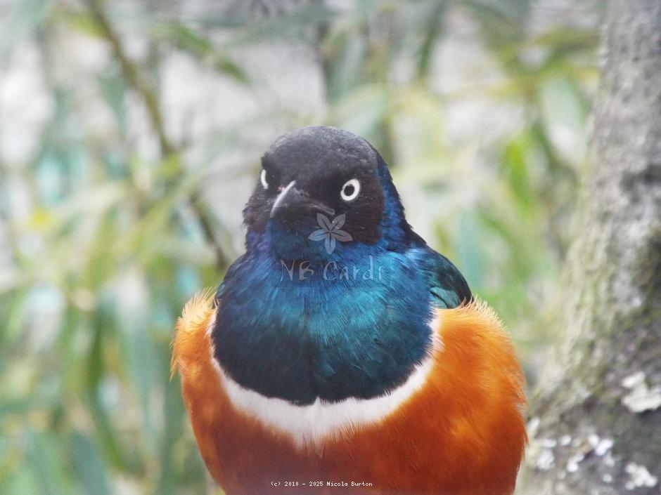 Exotic Birds
