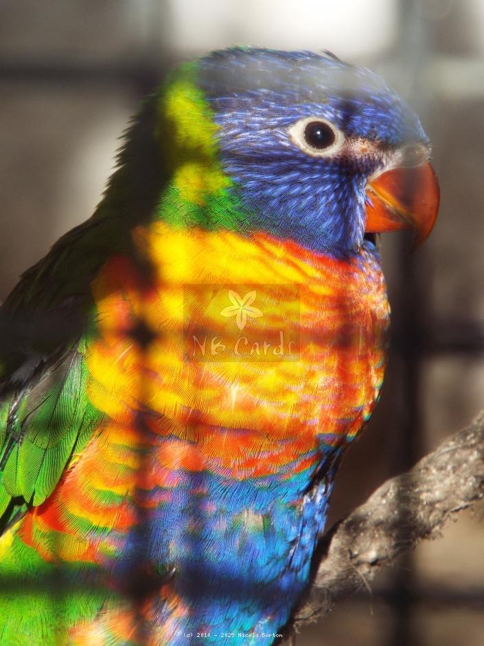 Exotic Birds