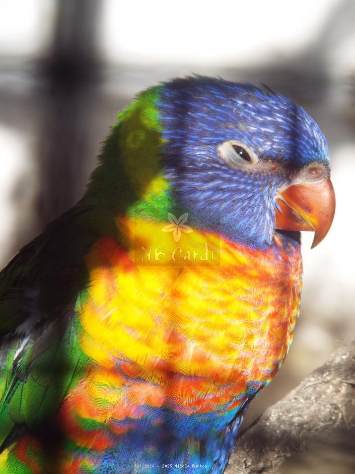 Exotic Birds