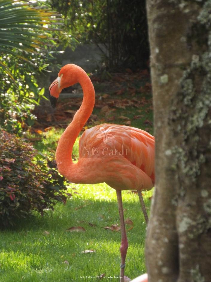 Exotic Birds
