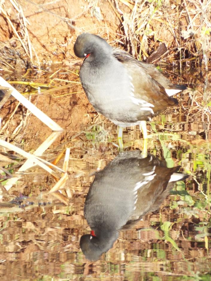 Moorhen