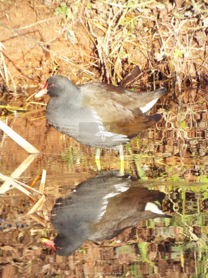 Moorhen