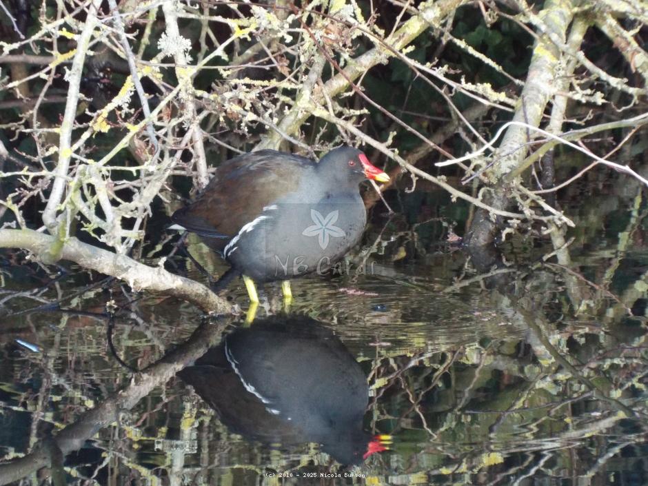 Moorhen