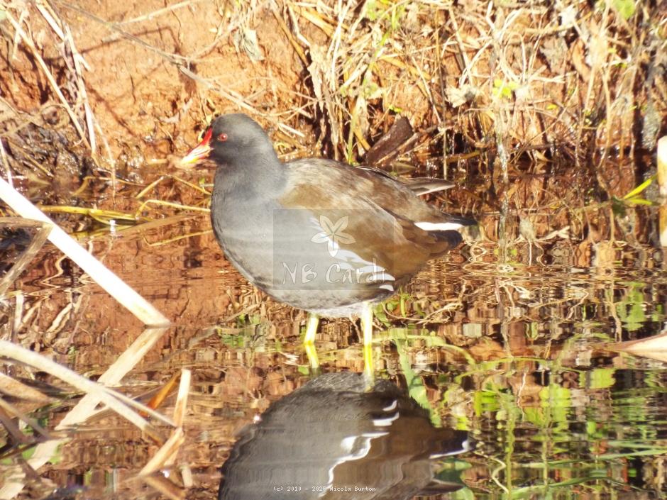 Moorhen