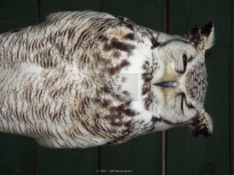 Owl