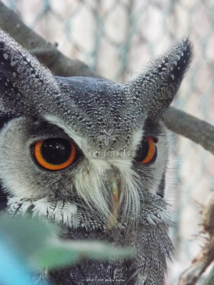 Owl