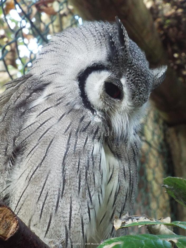 Owl
