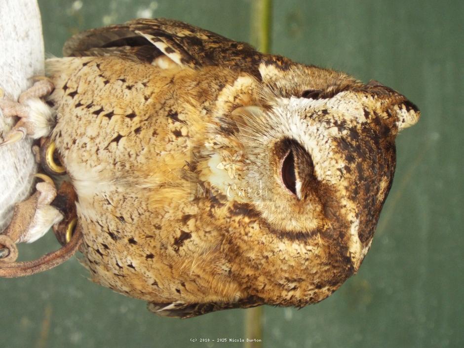 Owl