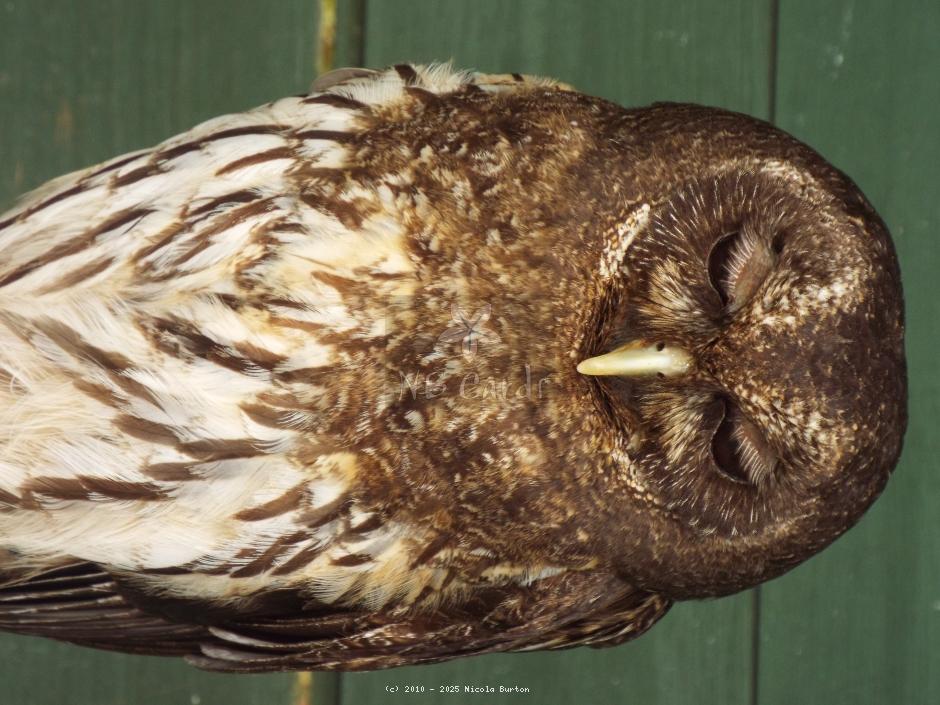 Owl