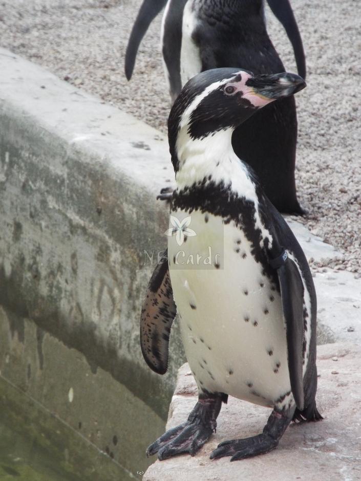 Penguins