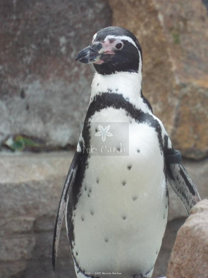 Penguins