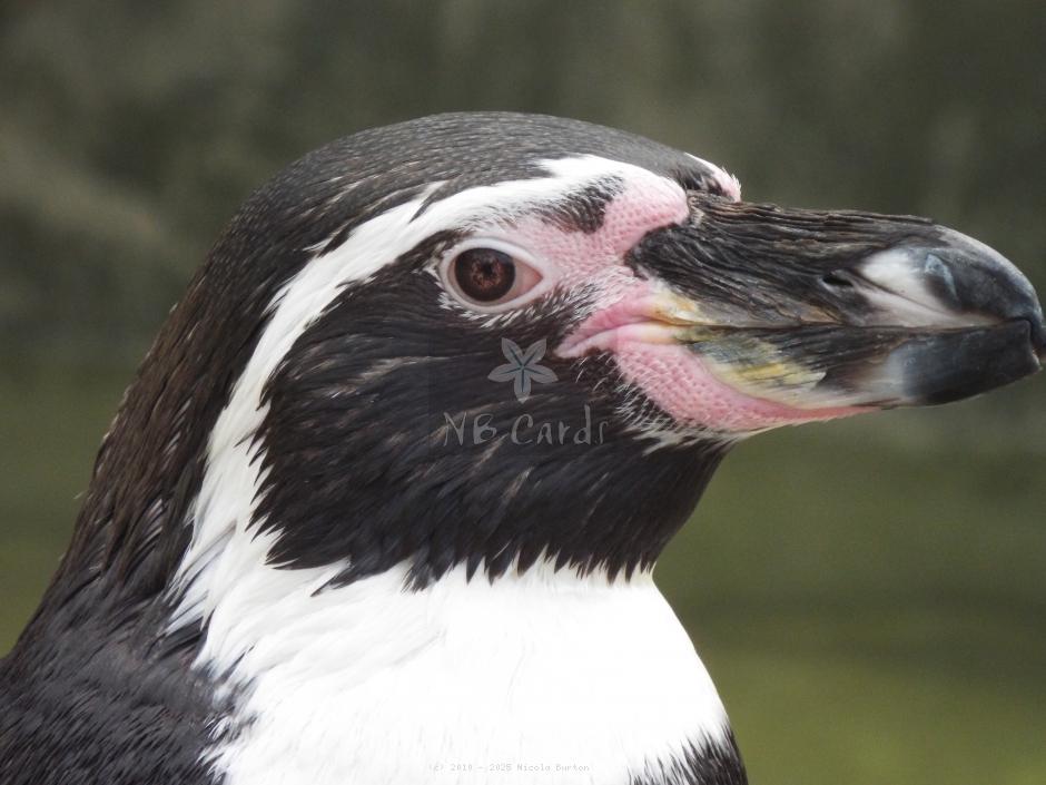 Penguins