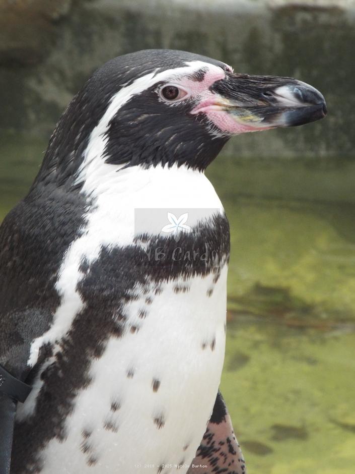Penguins