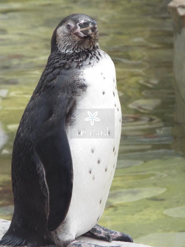Penguins