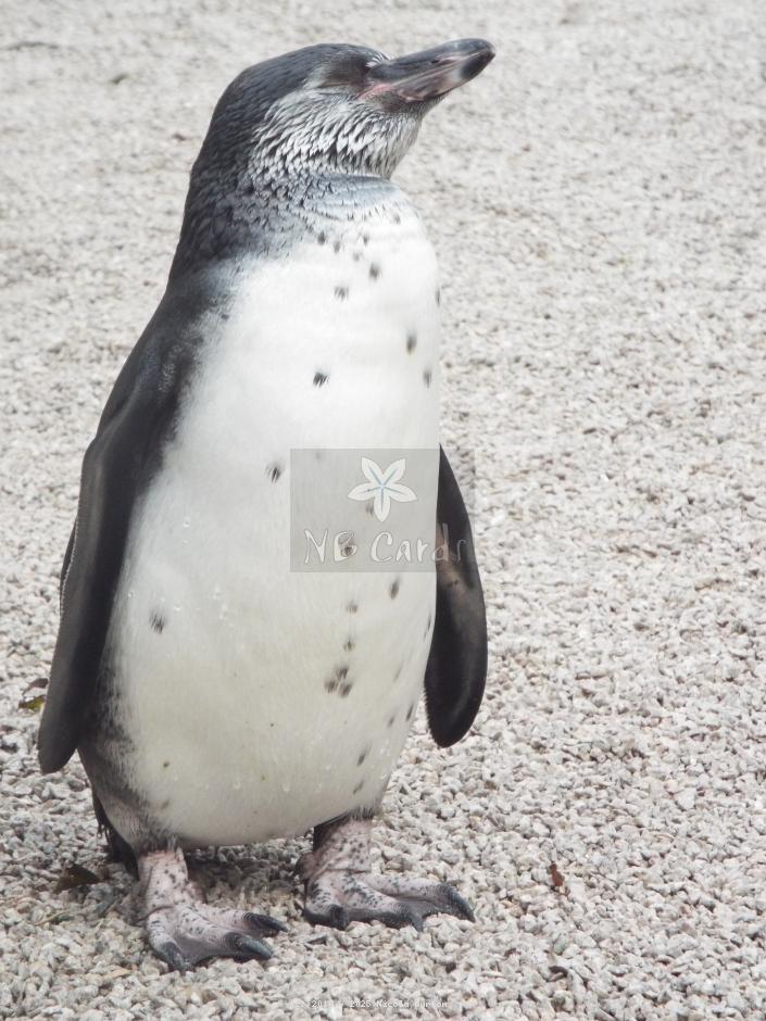 Penguins