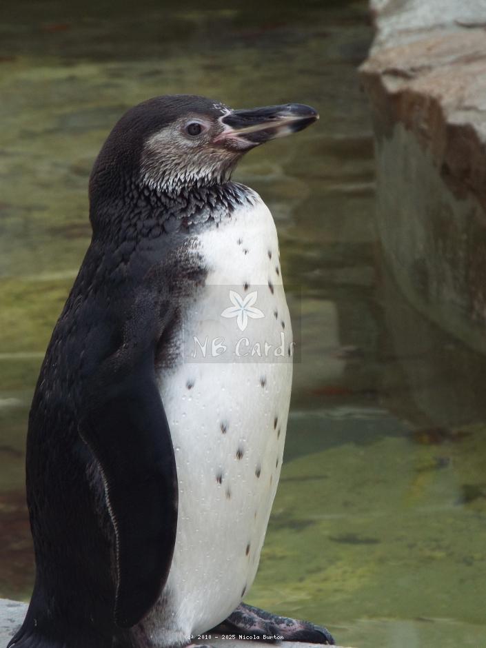 Penguins
