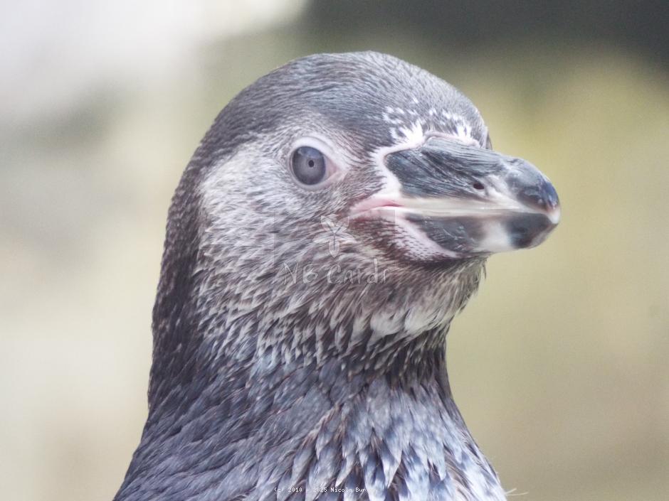 Penguins