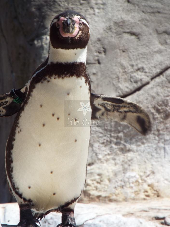 Penguins