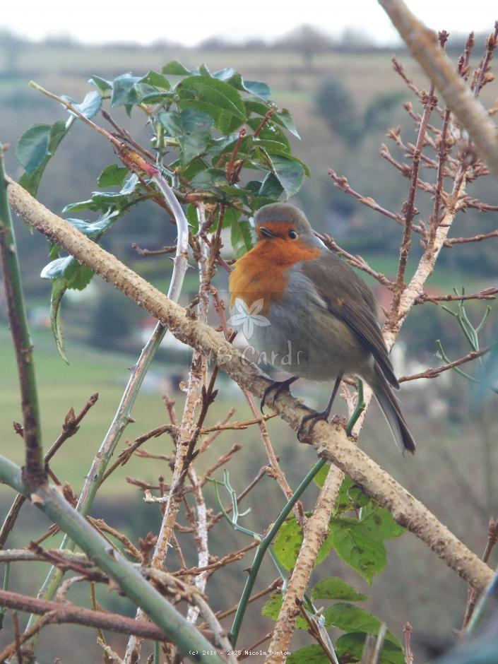 Robin 