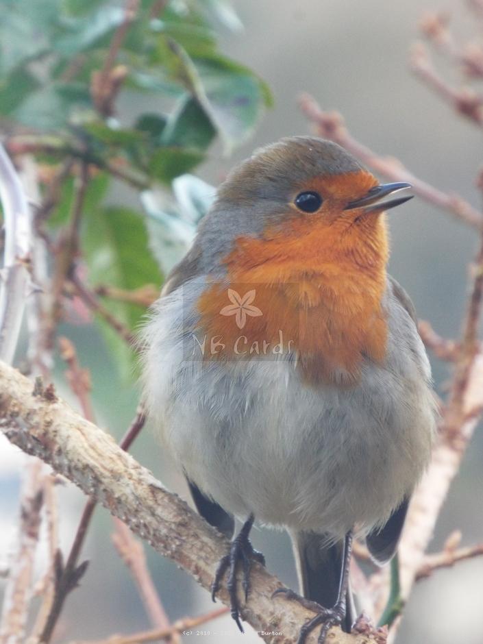Robin