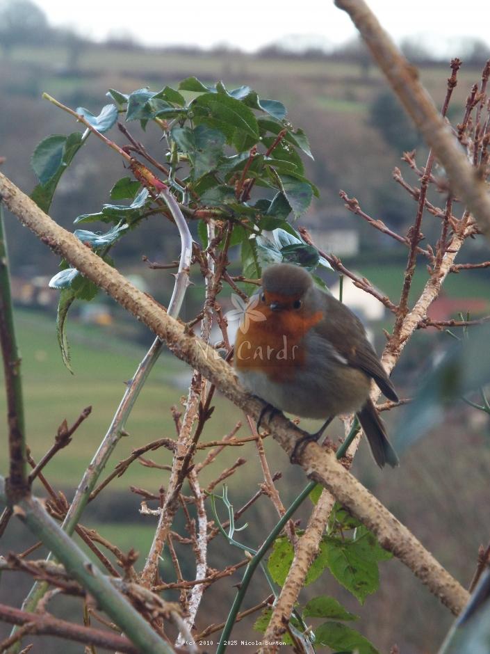 Robin