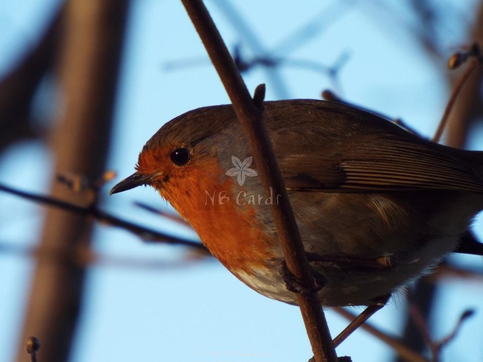Robin