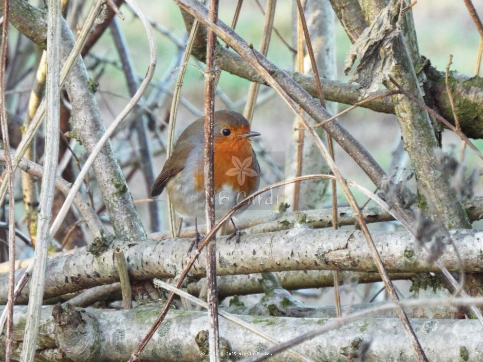 Robin
