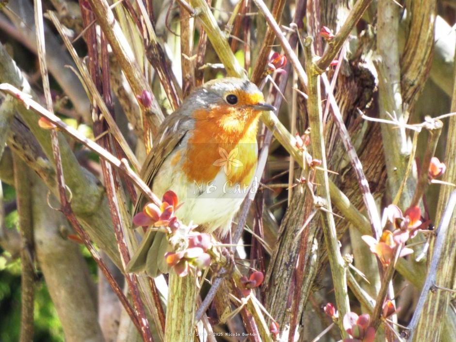 Robin
