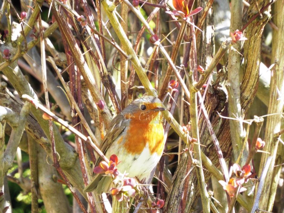 Robin