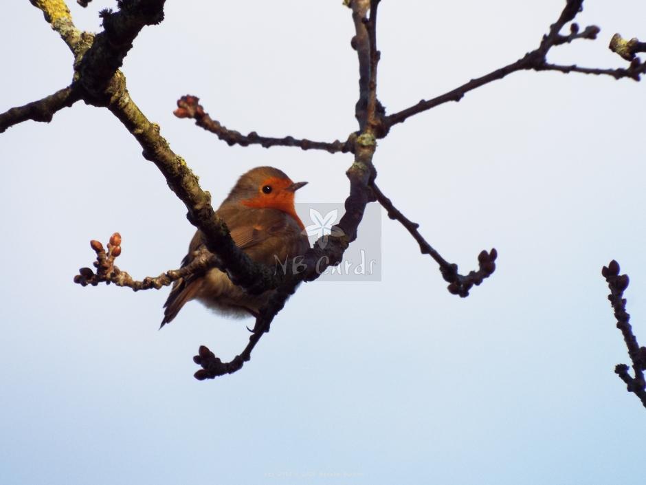 Robin