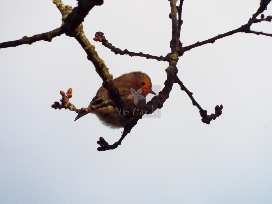 Robin